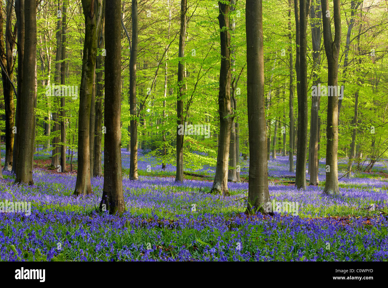 Ancient beech tree woodland during spring. Bluebells carpet the woodland floor. Stock Photo