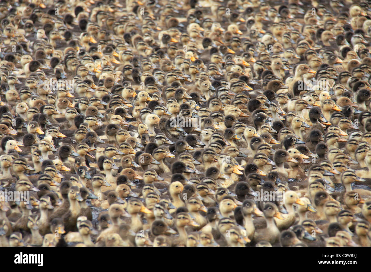 Flock of ducks paddling in the river Stock Photo Alamy