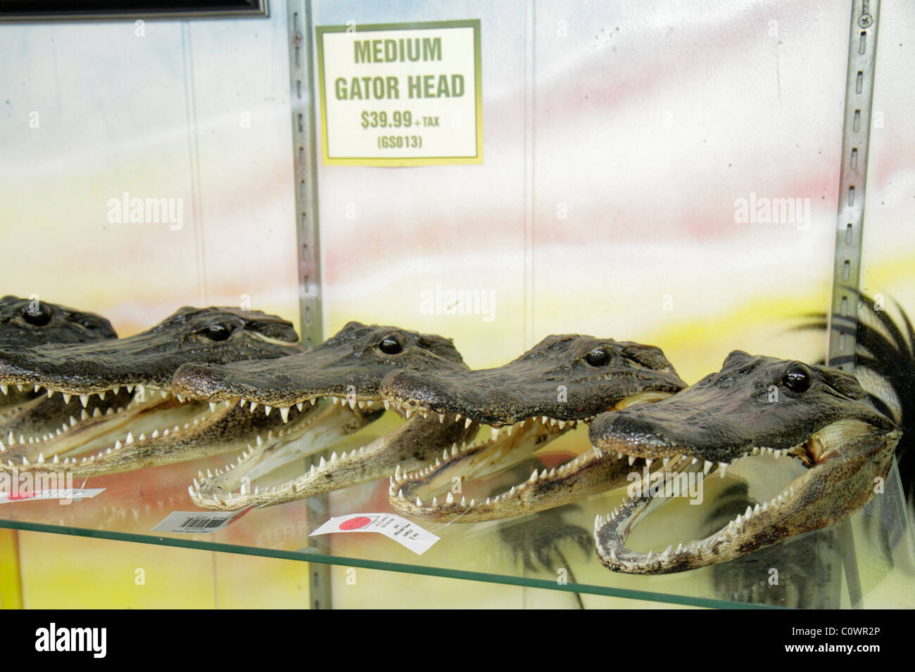 Orlando Florida,Christmas,Jungle Adventure Nature Park & and Zoo,gift shop,store,stores,businesses,district,medium alligator gator head,retail product Stock Photo