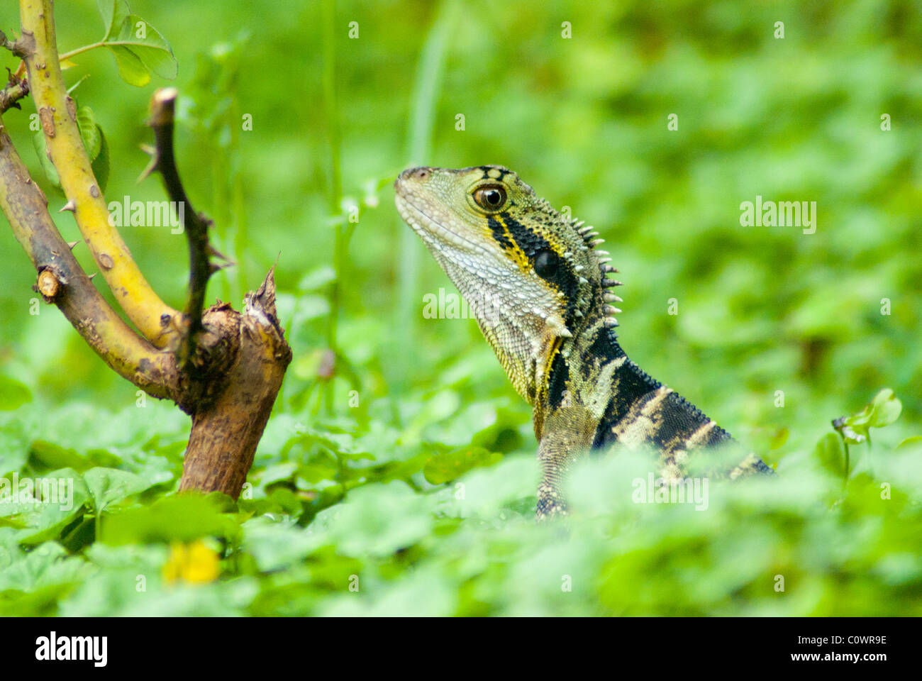 eastern water dragon Stock Photo Alamy