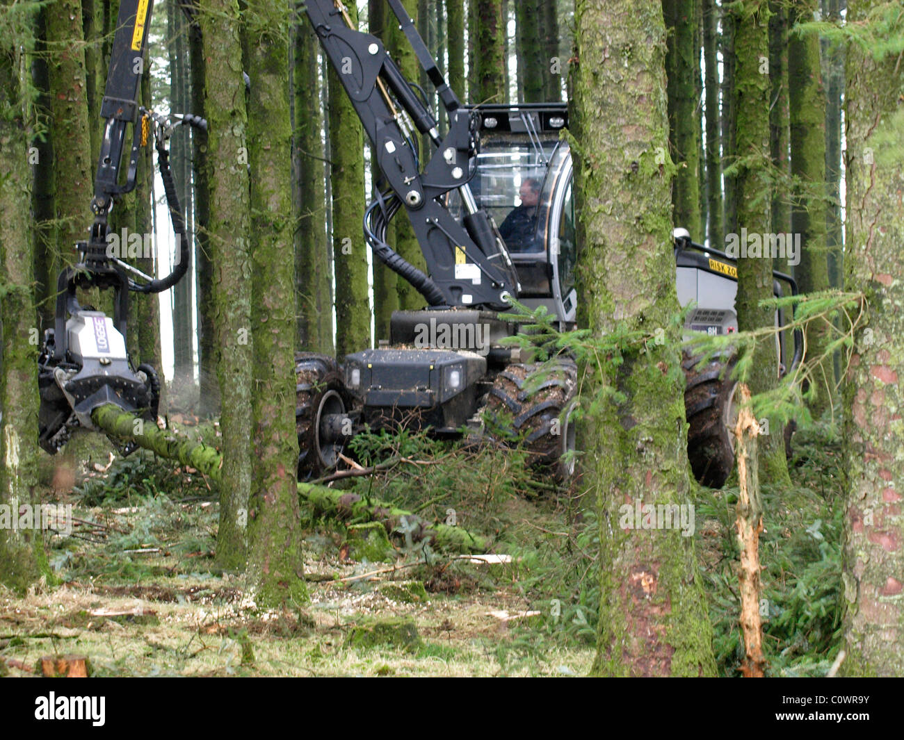 Cutting down trees, UK Stock Photo Alamy