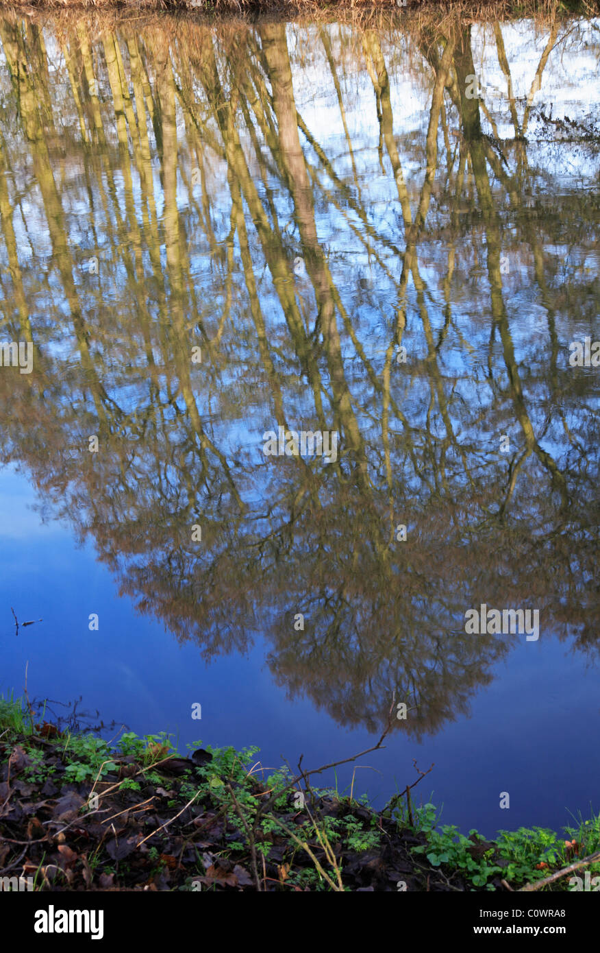 Tree reflections in the River Wensum at Costessey, Norfolk, England, United Kingdom. Stock Photo