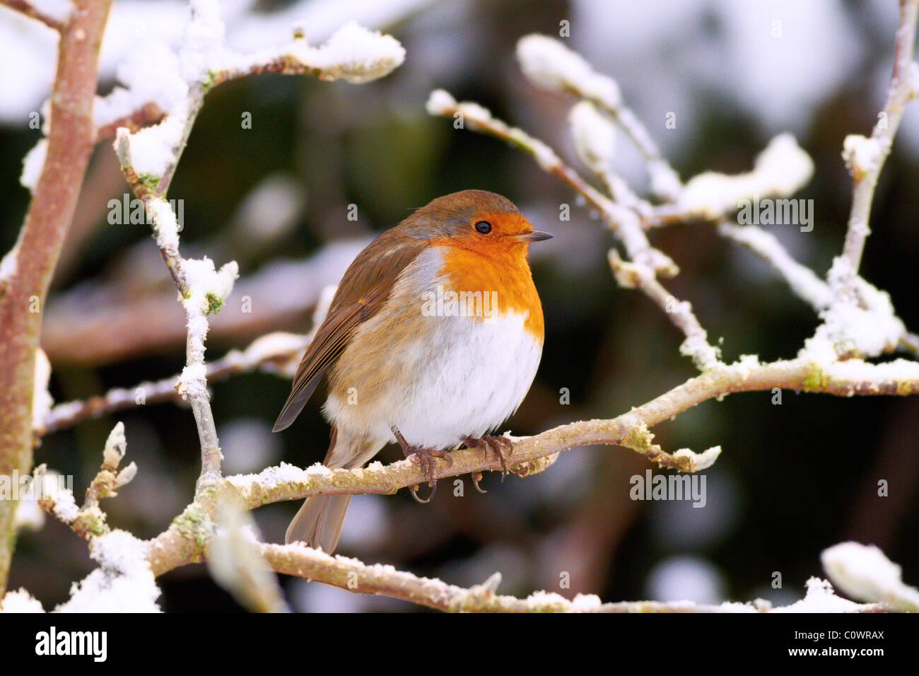 Robin in snow covered Magnolia Stock Photo - Alamy