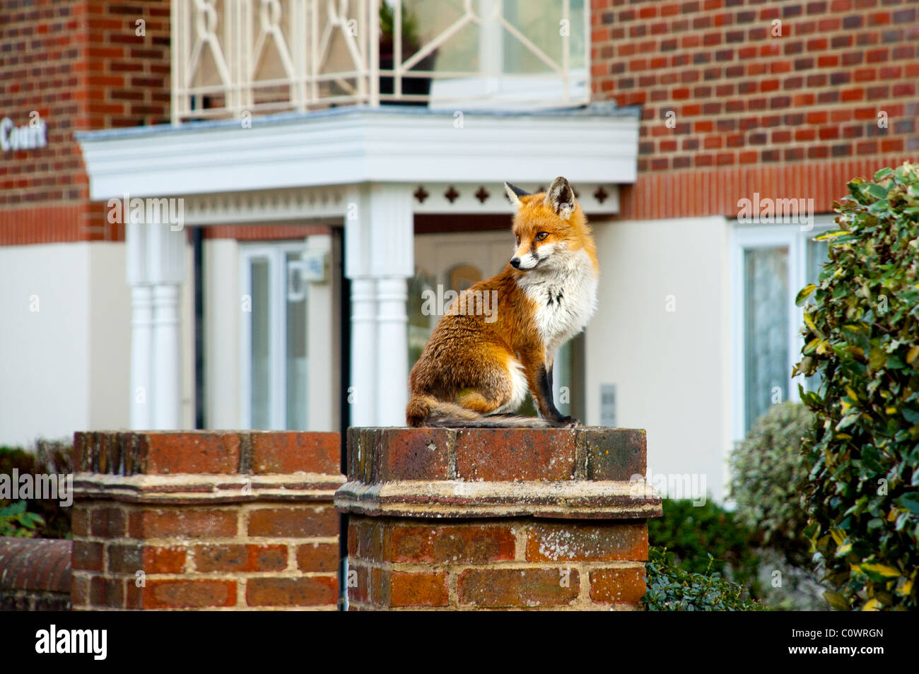 Red fox in English suburbia Stock Photo