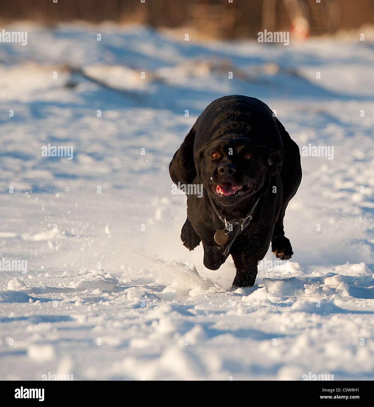 Black Lab Hunting High Resolution Stock Photography and Images - Alamy