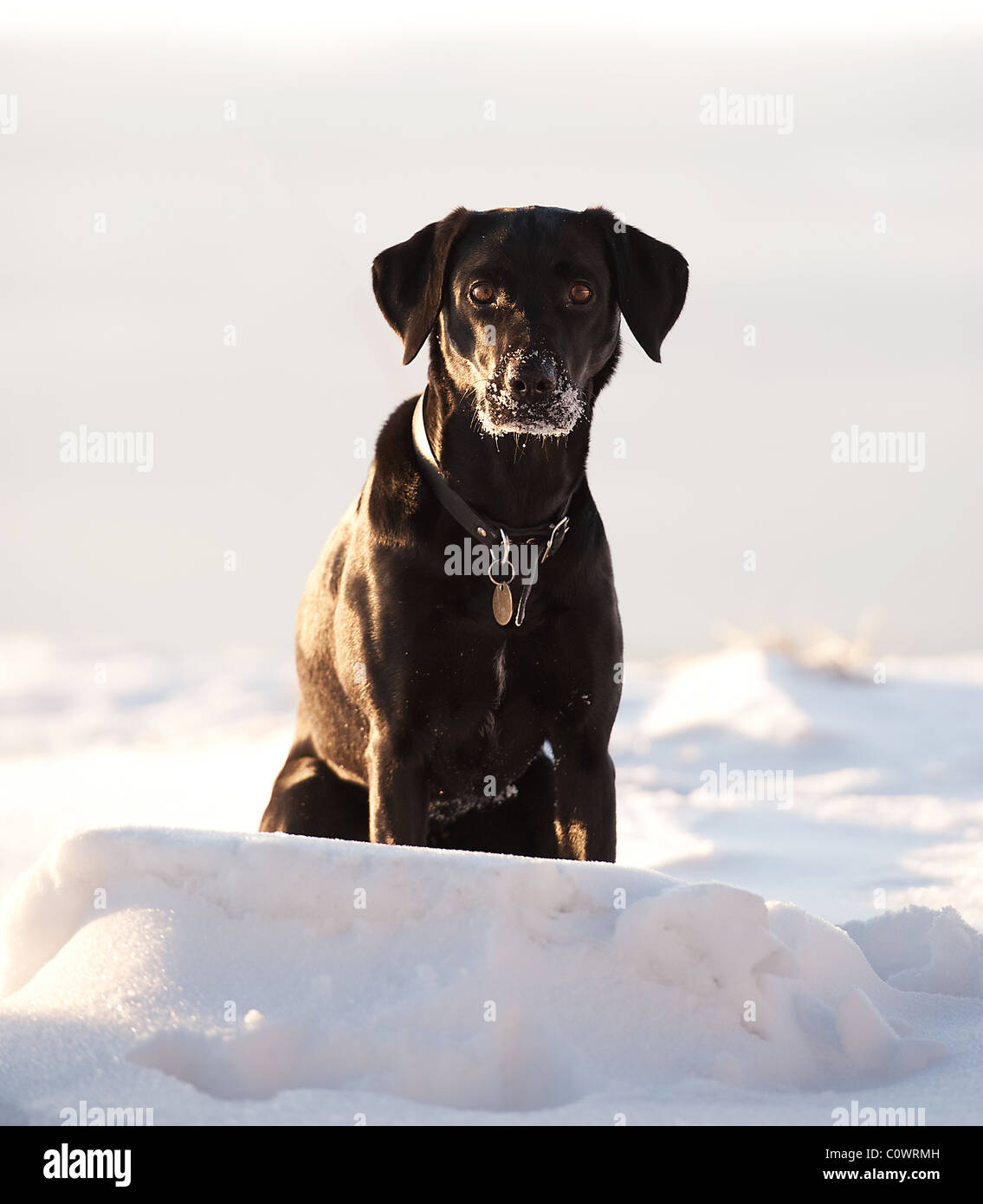 Black Lab Hunting High Resolution Stock Photography and Images Alamy