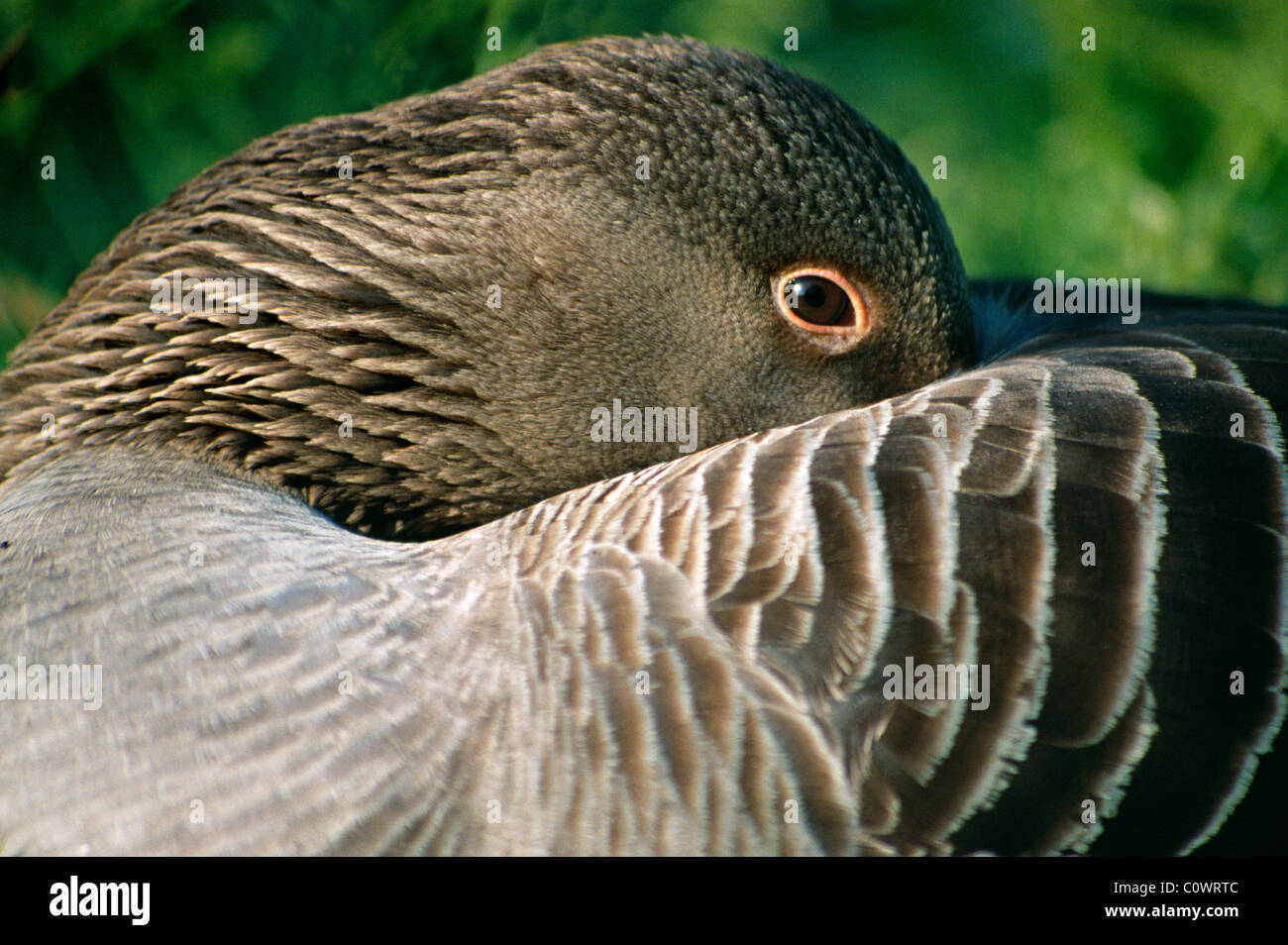 Wildlife feather hi-res stock photography and images - Alamy