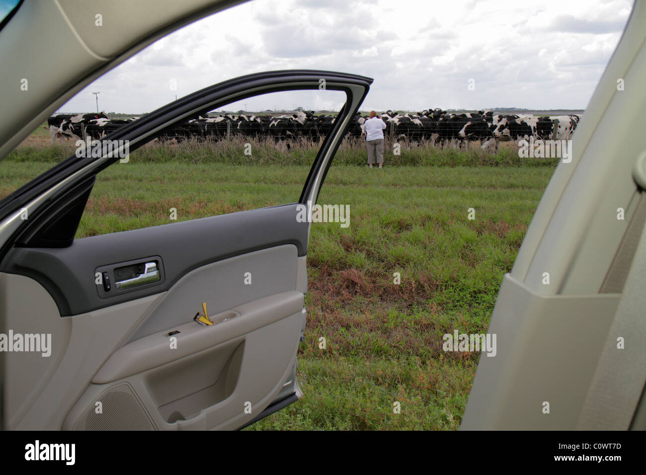 Okeechobee Florida,US highway Route 441,cow pasture,herd,fence,adult adults woman women female lady,open car cars door,visitors travel traveling tour Stock Photo