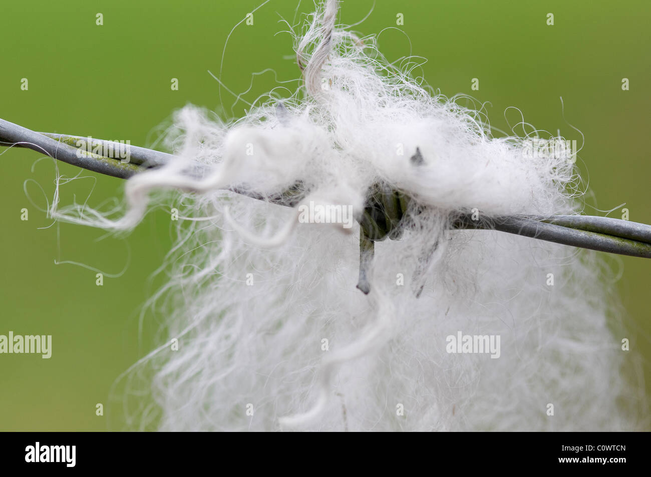 sheep's wool on barbed wire fence Stock Photo