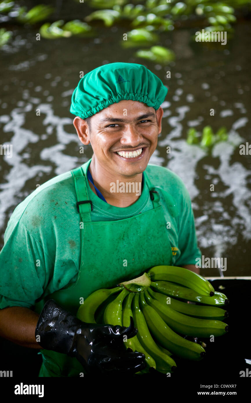 In Colombia, a banana worker on a banana farm that sells Fairtrade bananas Stock Photo Alamy
