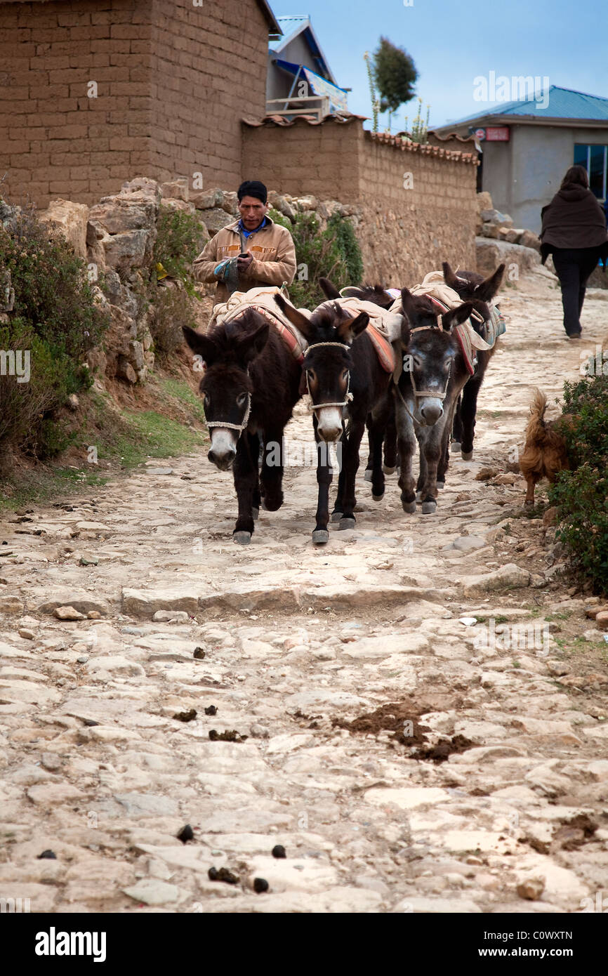 Donkeys working, Yumani, Sun Island, Lake Titicaca, Bolivia, South America. Stock Photo