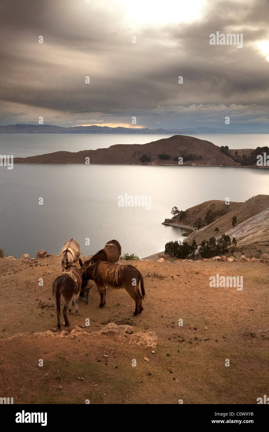 Donkeys resting with views of Lake Titicaca, from Sun Island, Bolivia, South America. Stock Photo