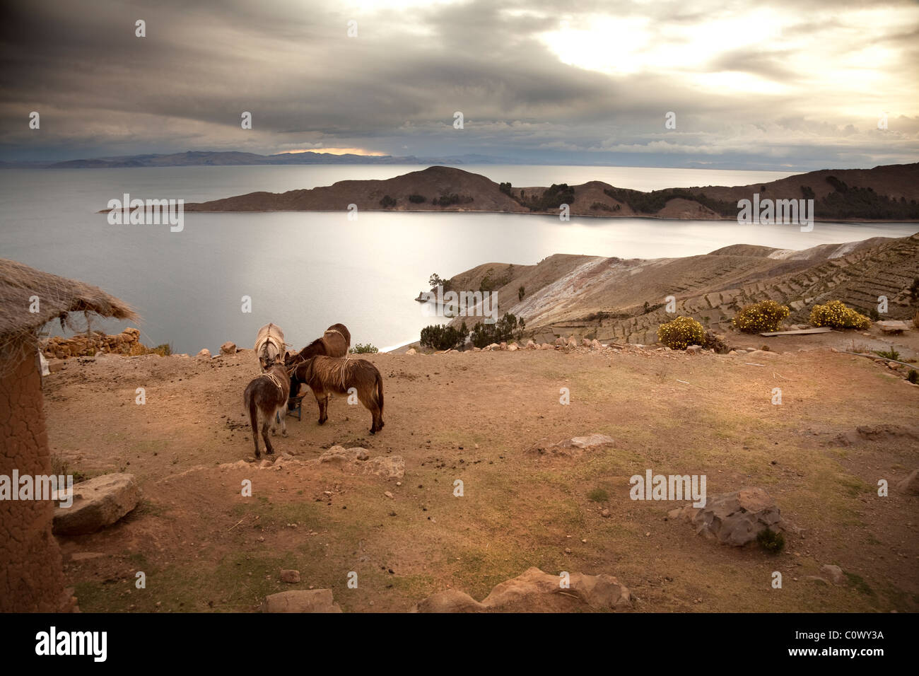 Donkeys resting with views of Lake Titicaca from Sun Island, Bolivia, South America. Stock Photo