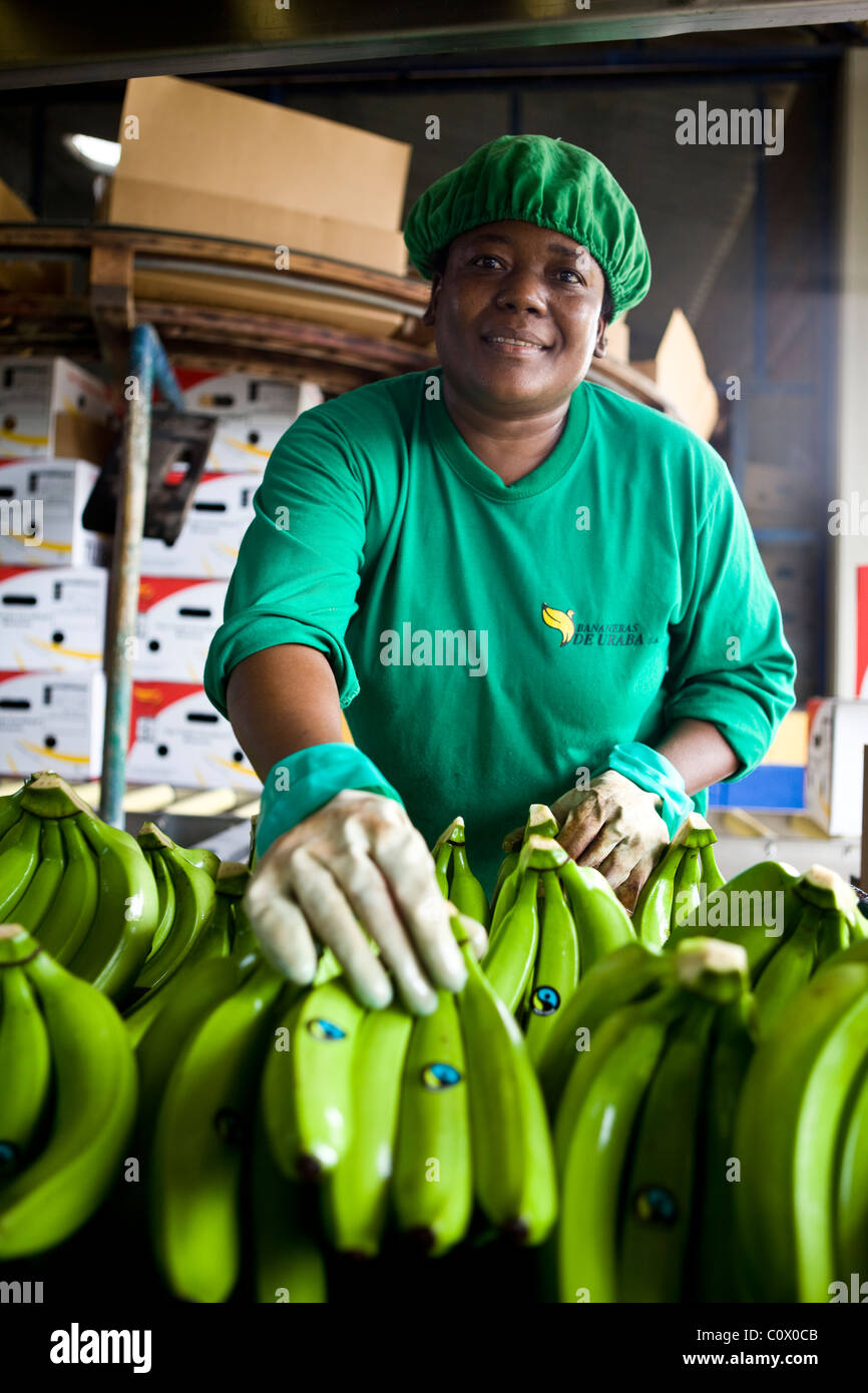 Fairtrade worker on a banana farm preparing bananas for export Stock