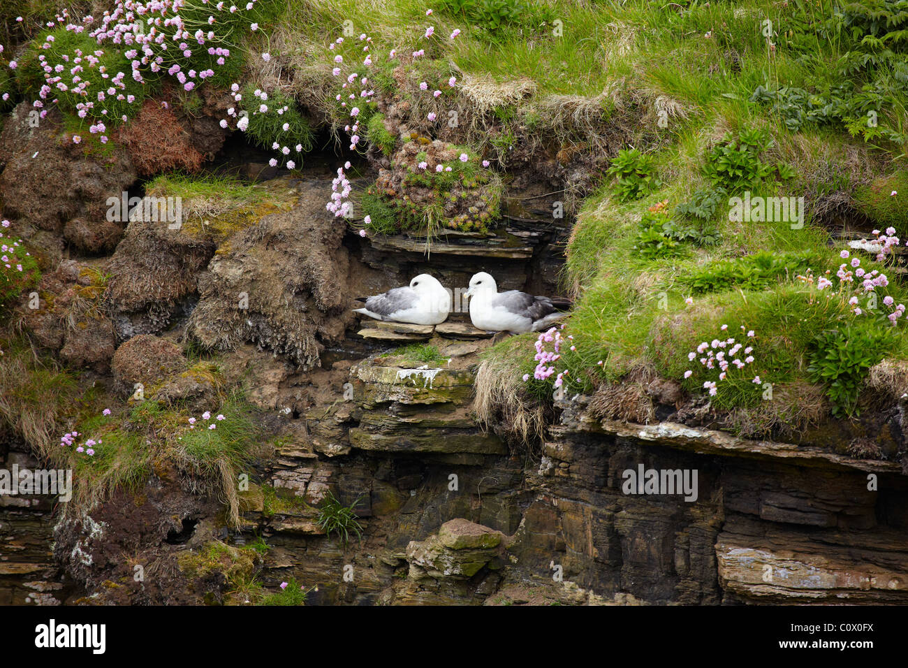 Define Rookery Breeding birds of britain hi-res stock photography and images - Alamy