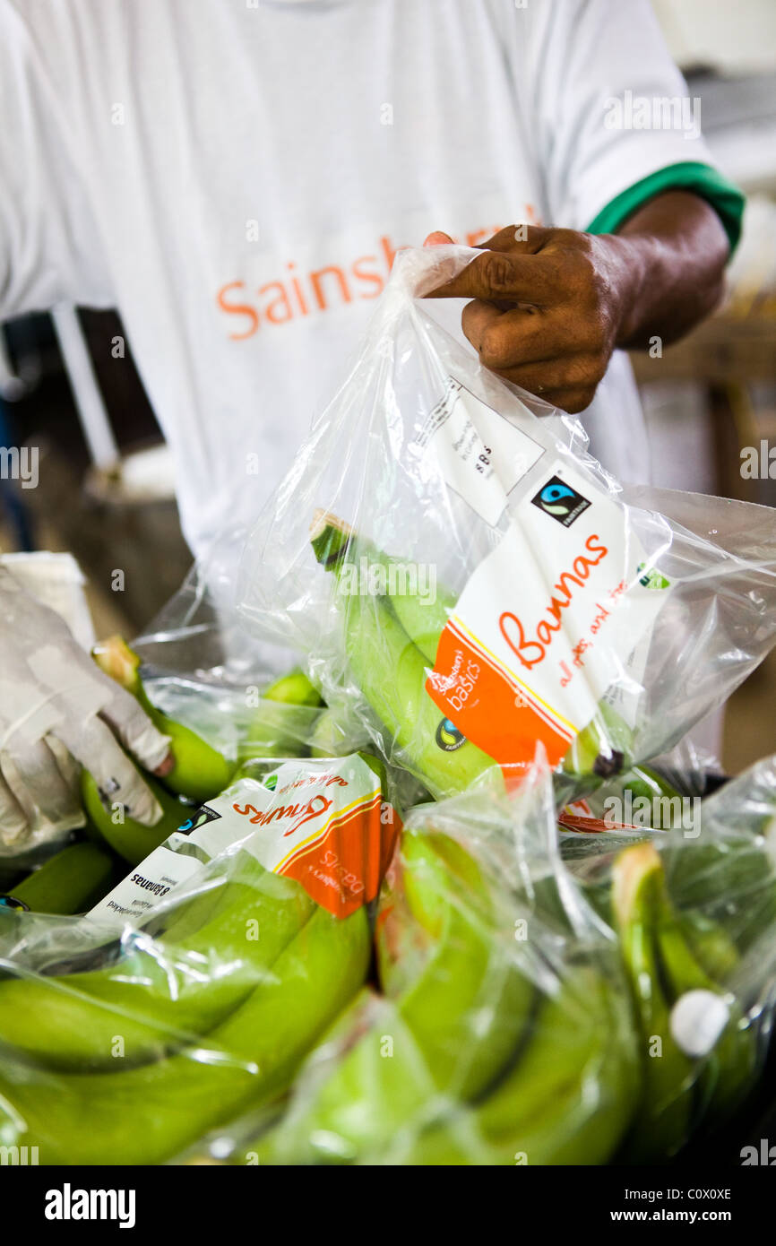 Fairtrade worker on a banana farm preparing bananas for export Stock