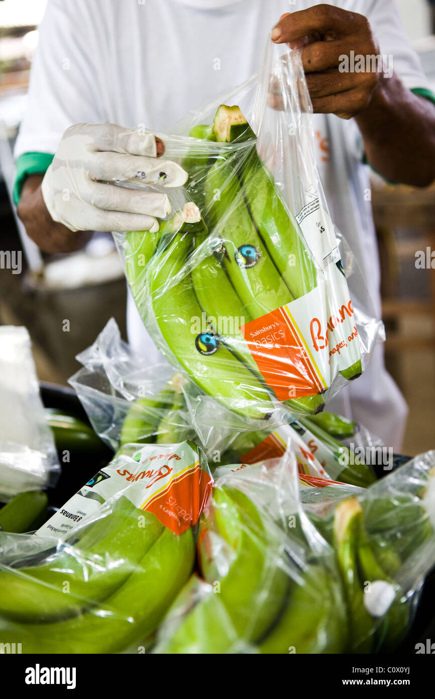 Fairtrade worker on a banana farm preparing bananas for export Stock Photo