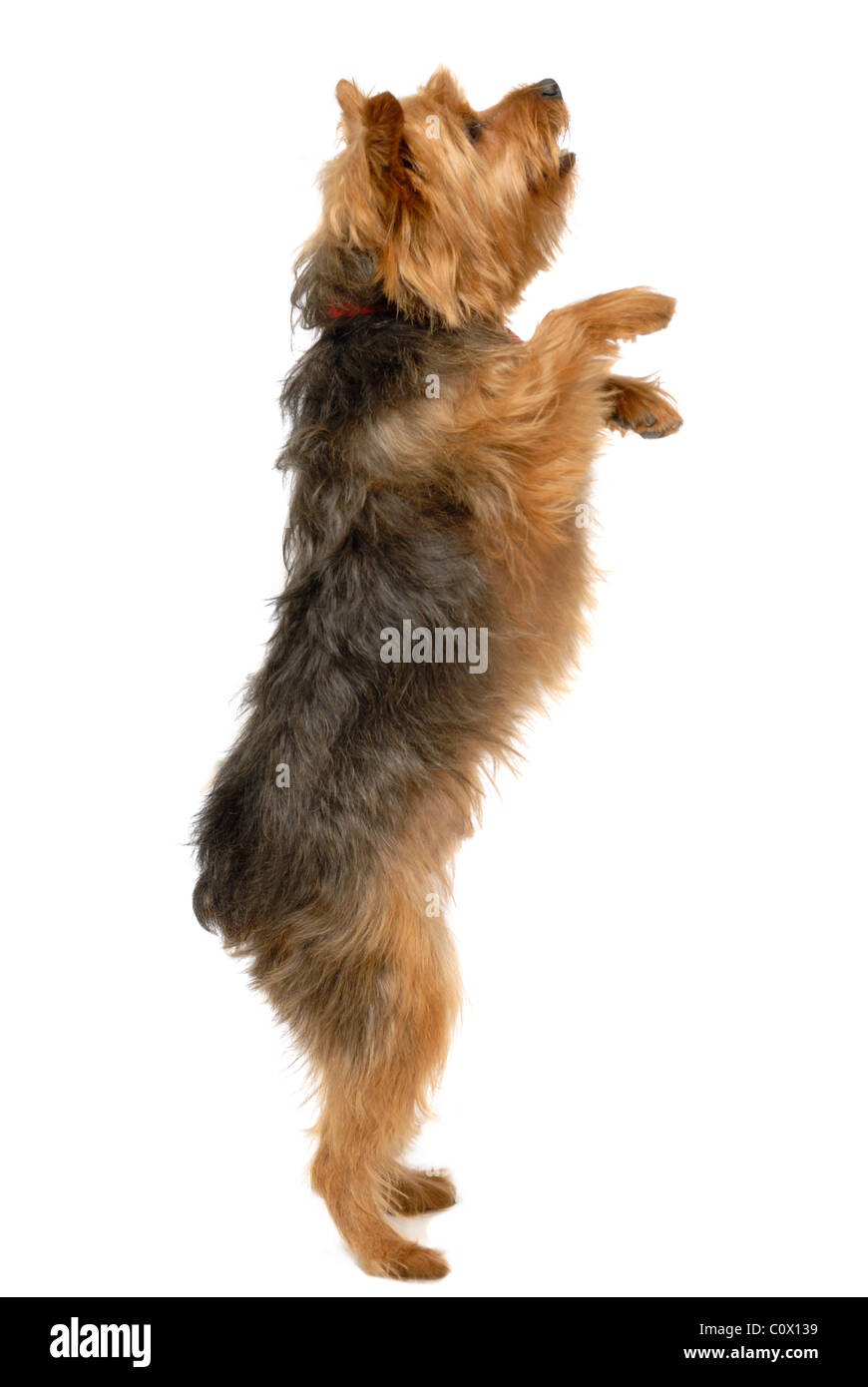 Yorkshire terrier or Yorkie dog, on white background. Stock Photo