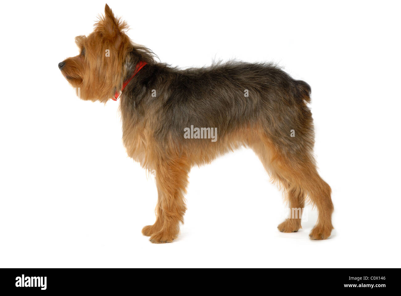 Yorkshire terrier or Yorkie dog, on white background. Stock Photo