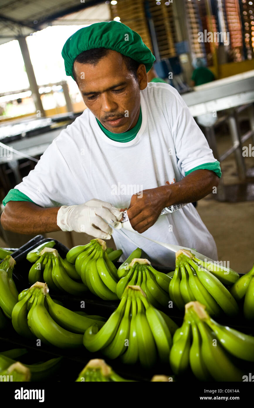 Fairtrade worker on a banana farm preparing bananas for export Stock Photo