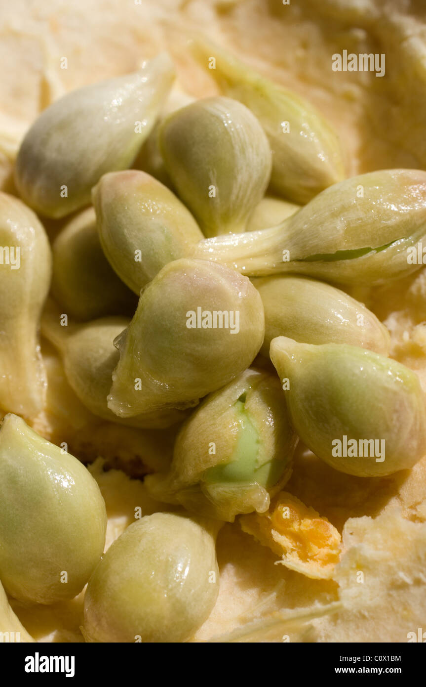 Mandarin orange seeds (Citrus reticulata Stock Photo Alamy