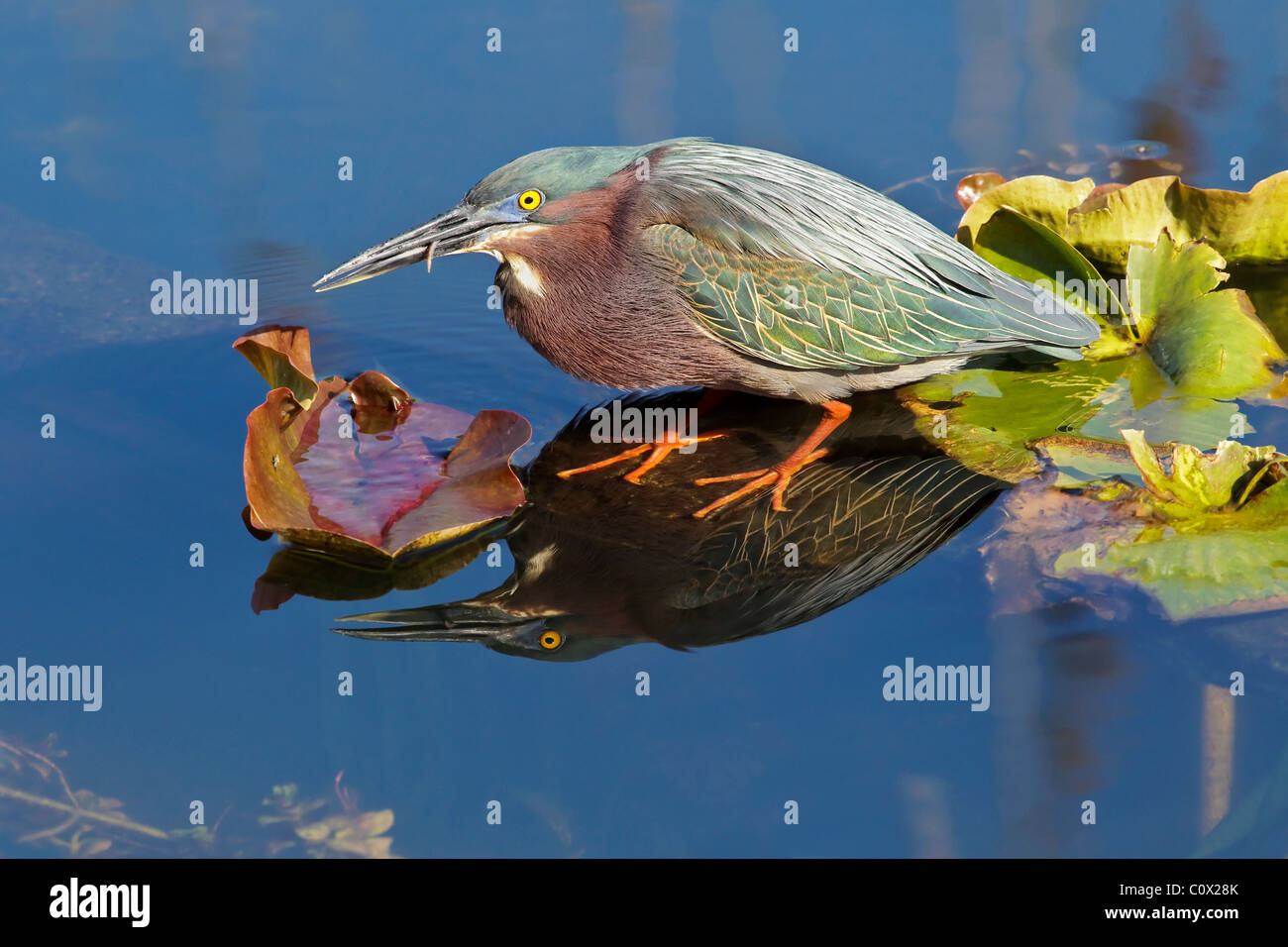 An adult Green Heron standing and fishing Stock Photo