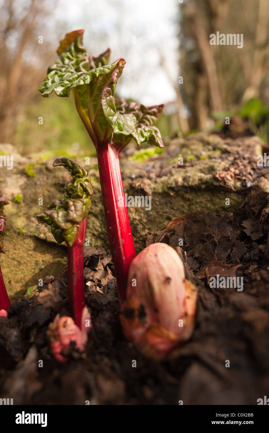 shooting young rhubarb plant Stock Photo