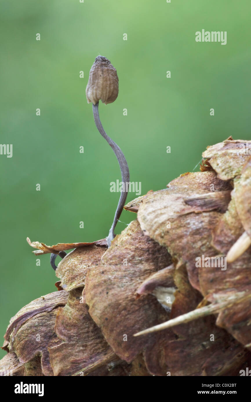 Mycena galopus growing on a pine cone Stock Photo