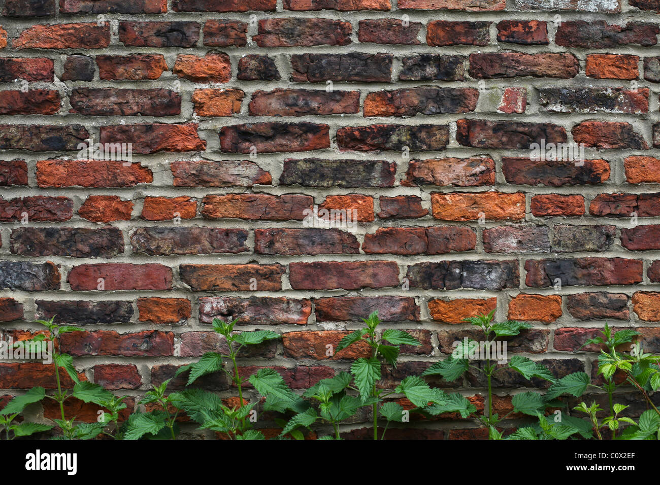 An old brick wall with green weeds growing at the base Stock Photo - Alamy