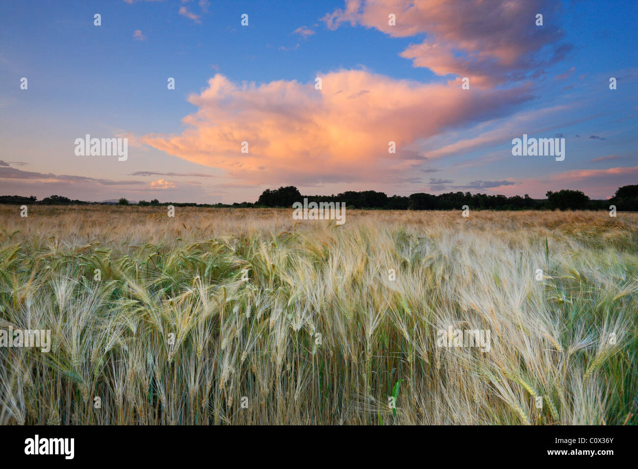 Wheat field at sunset Stock Photo