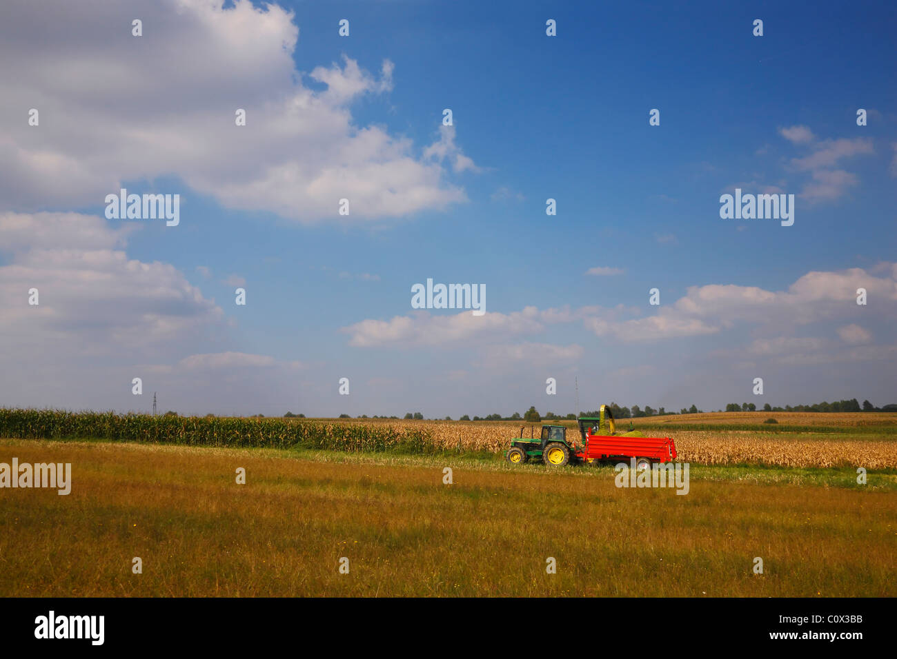 Harvesting corn field Stock Photo