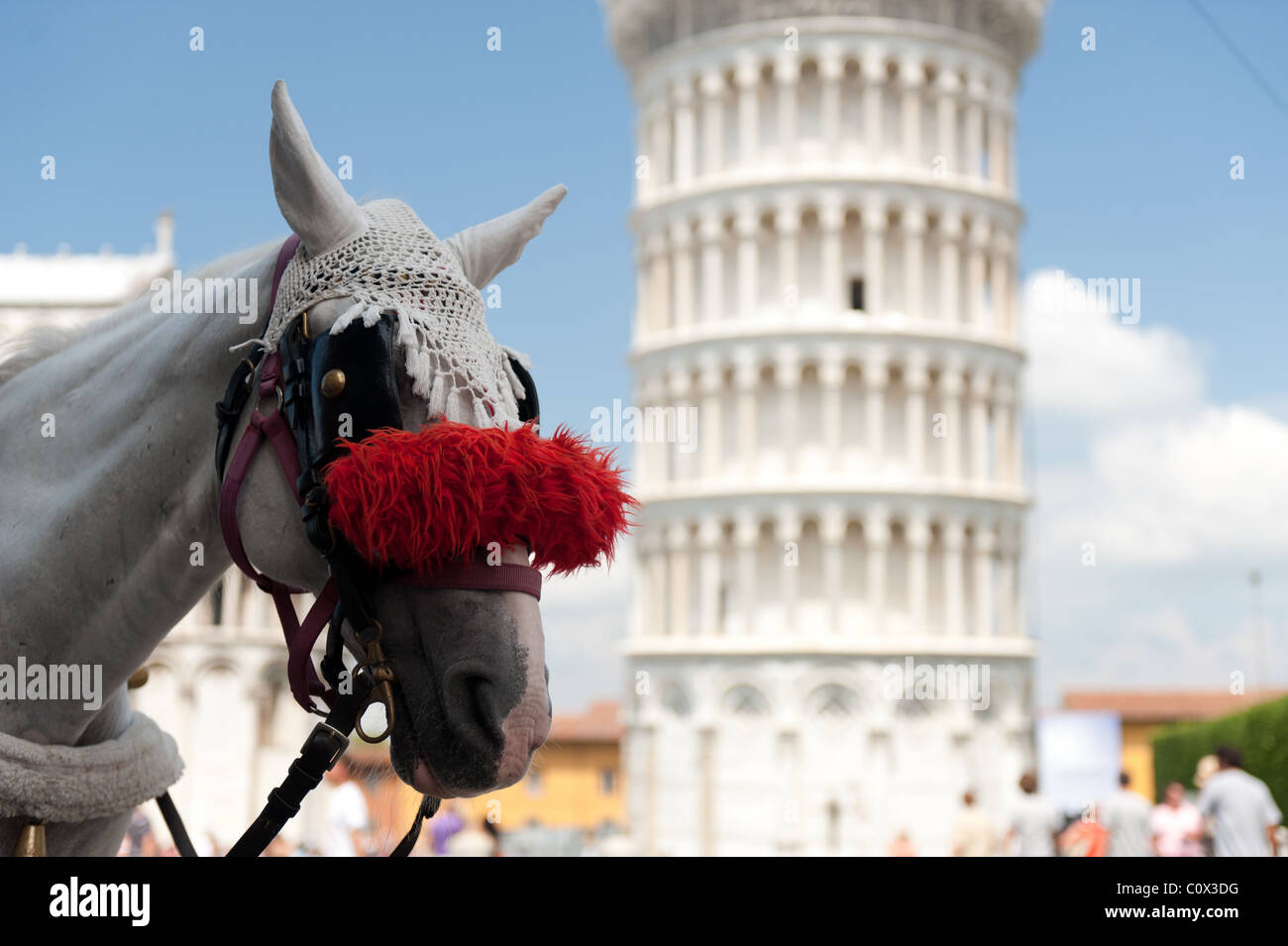 carriage cart horse in front of Leaning tower of Pisa Stock Photo