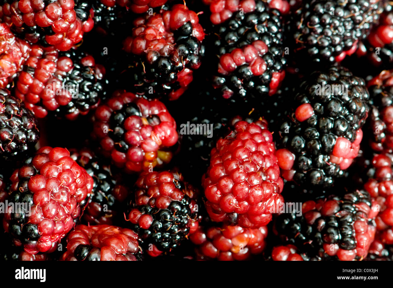 Lots of berries arranged at the background Stock Photo