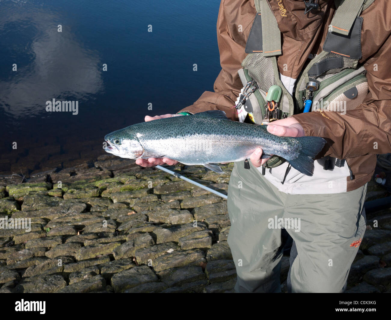 Fly fisherman showing a Blue Trout, England, UK Stock Photo Alamy
