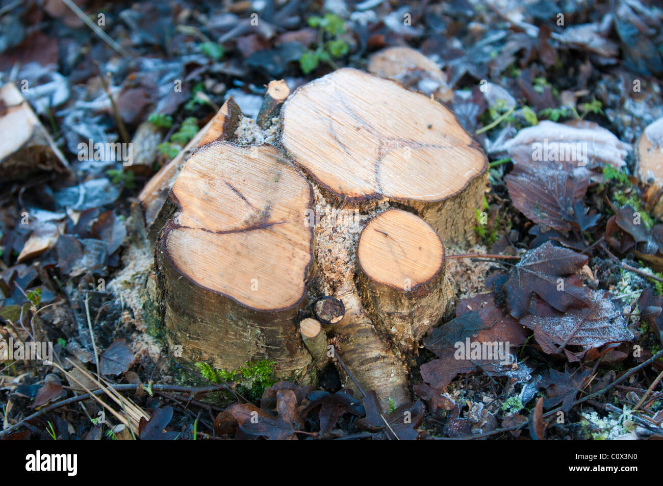 Freshly cut tree sump Stock Photo Alamy