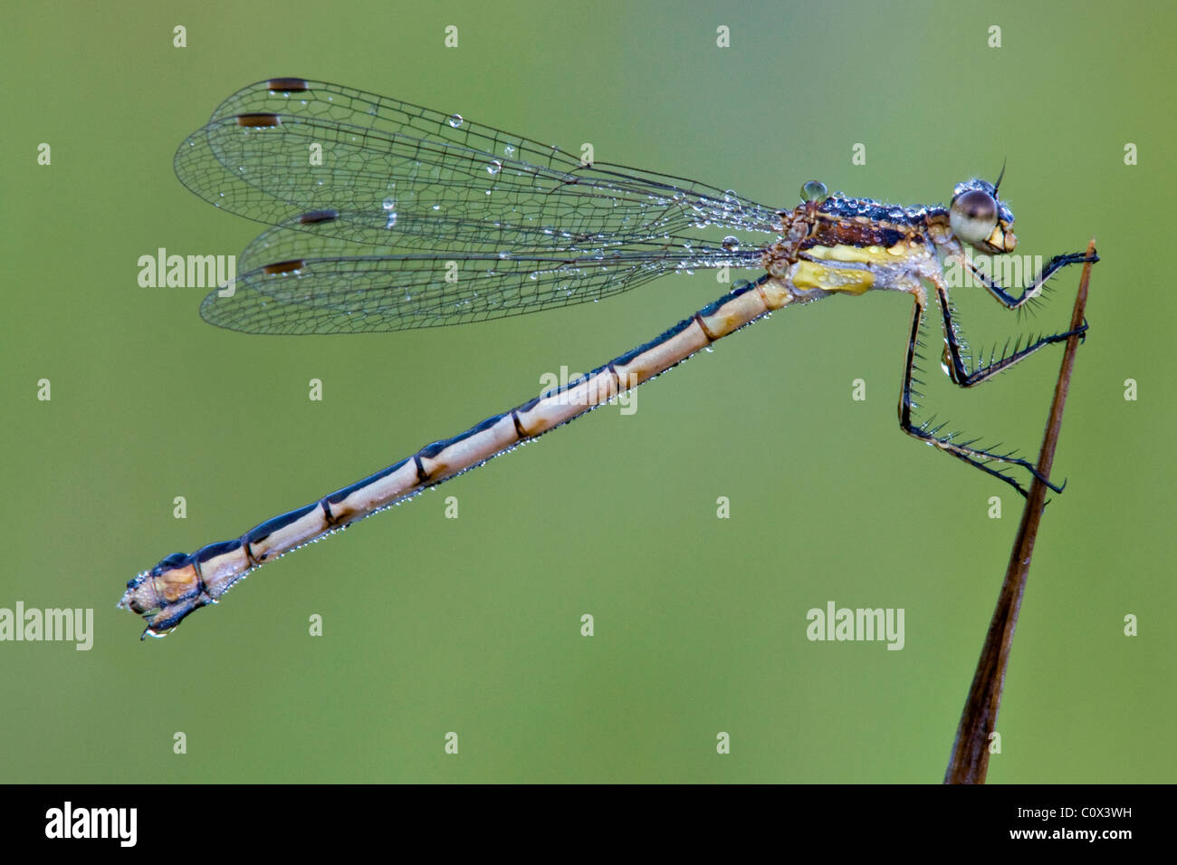 Dewy Bluet Damselfly (Enallagma civile) drying out in early morning Michigan USA Stock Photo
