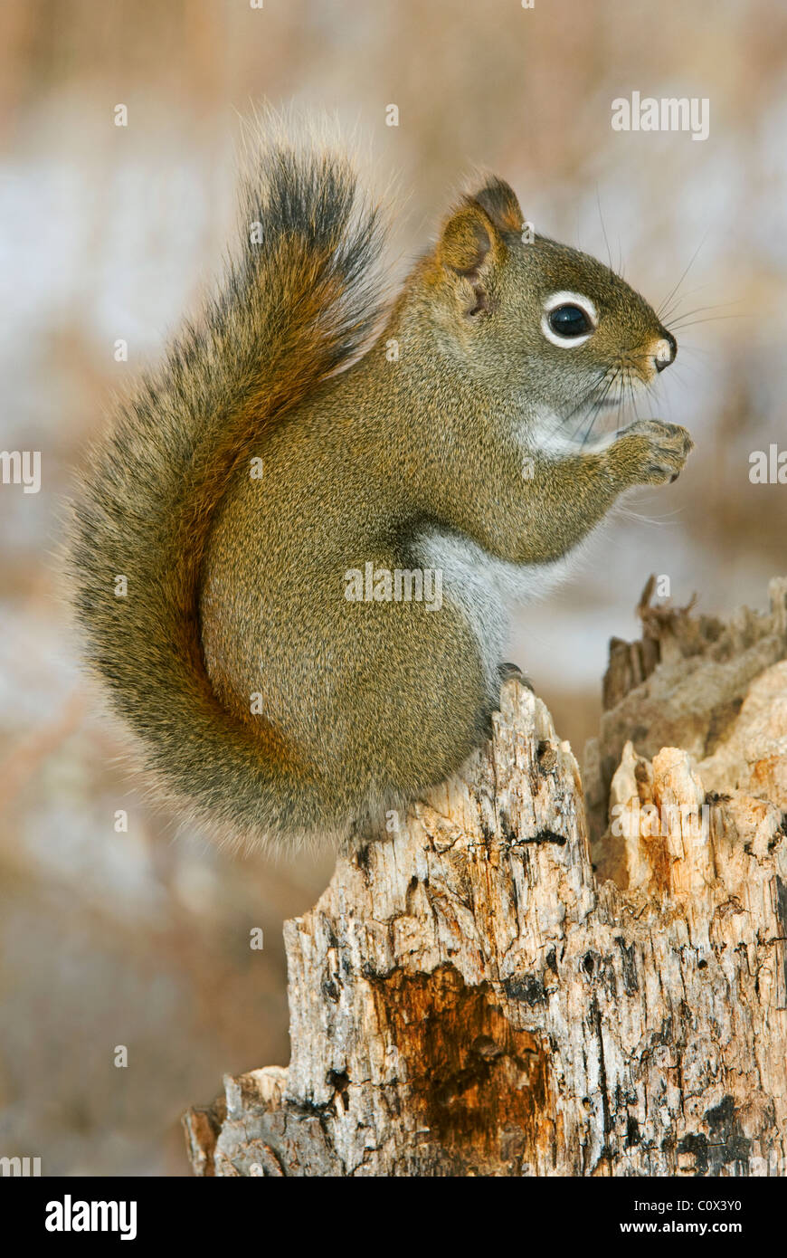 Eastern Red Squirrel eating seeds (Tamiasciurus or Sciurus hudsonicus) E North America Stock Photo