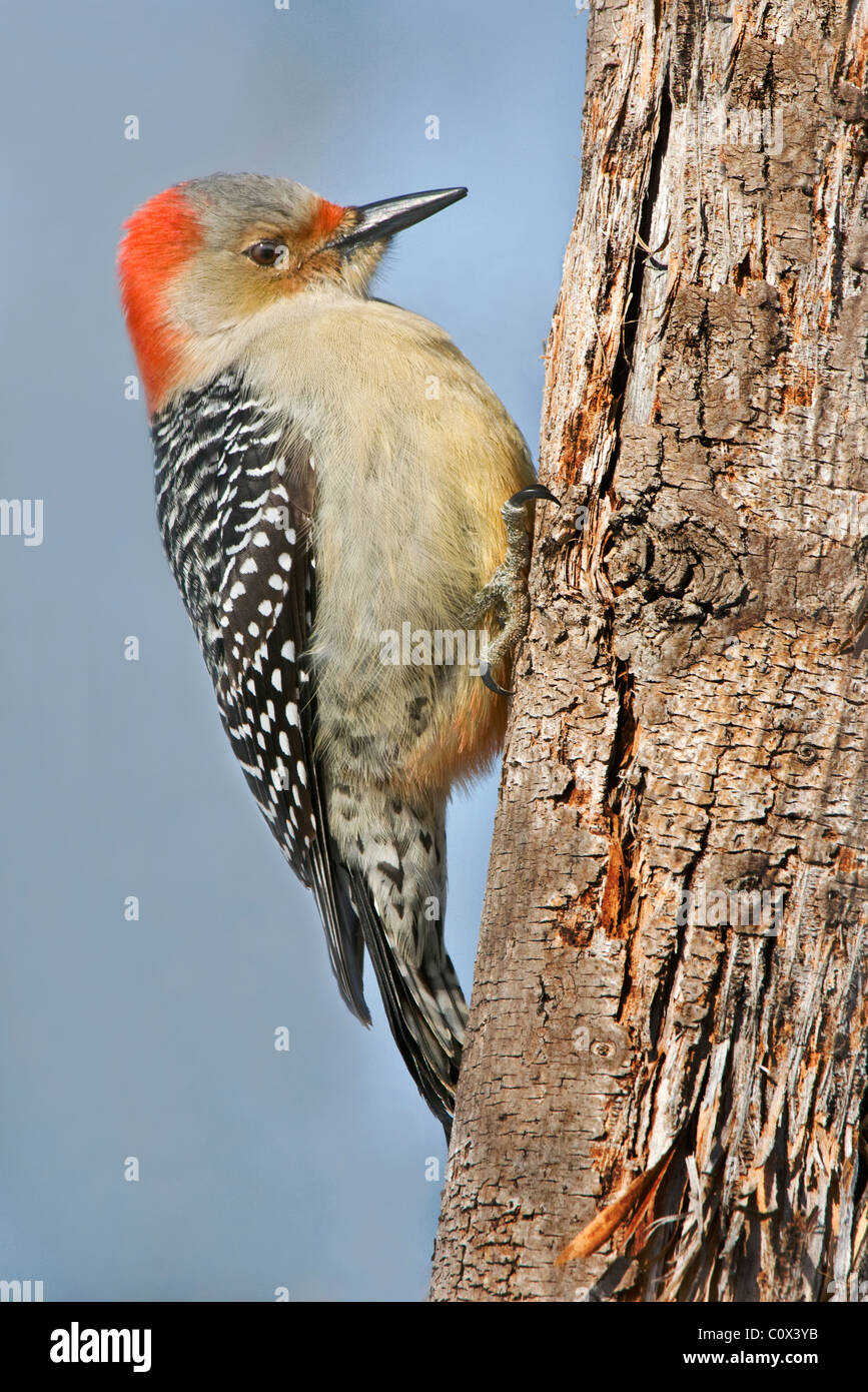 Red-bellied Woodpecker, female, Melanerpes carolinus Eastern USA Stock Photo