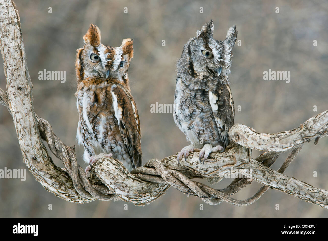 Common Screech Owls (Megascops asio), Rufous and Gray phases Eastern North America, by Skip Moody/Dembinsky Photo Assoc Stock Photo