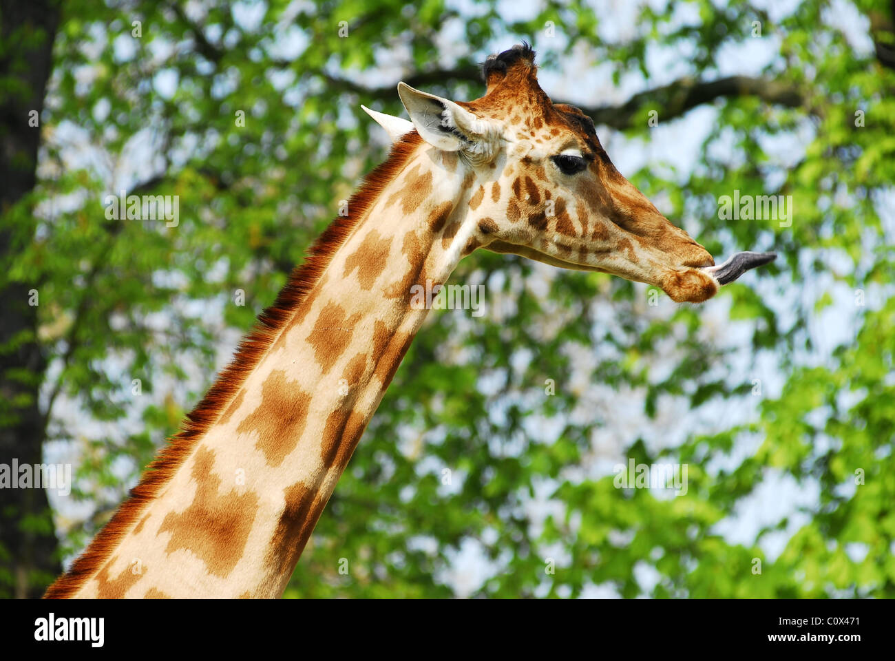 Profile portrait of a giraffe (Giraffa camelopardalis) stiking out its tongue Stock Photo