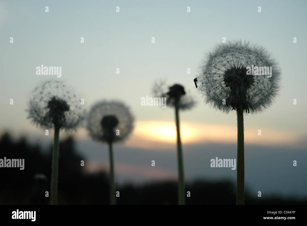 Dandelion seeds at evening with mosquito Stock Photo