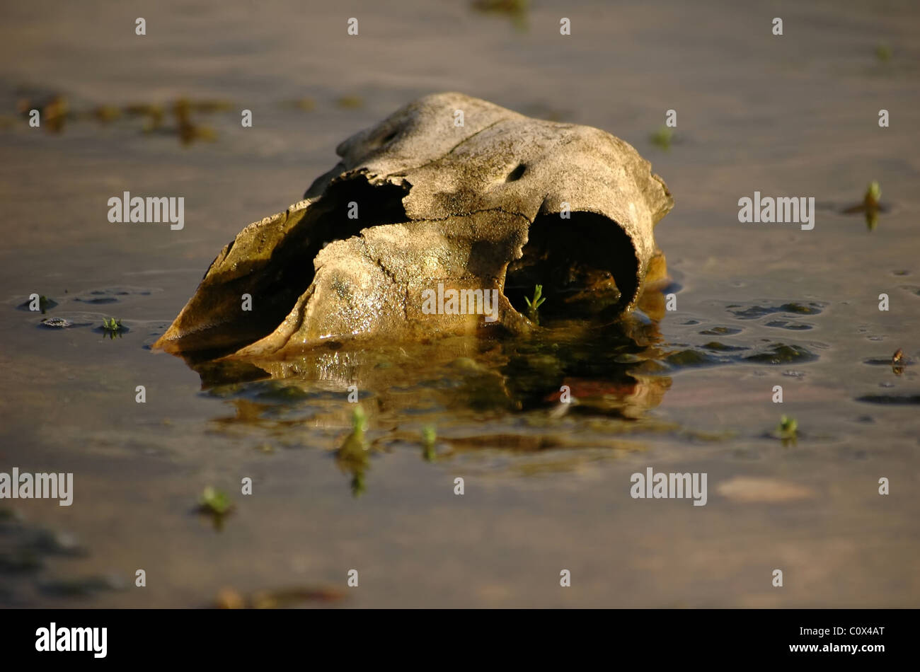 scull in sea Stock Photo - Alamy