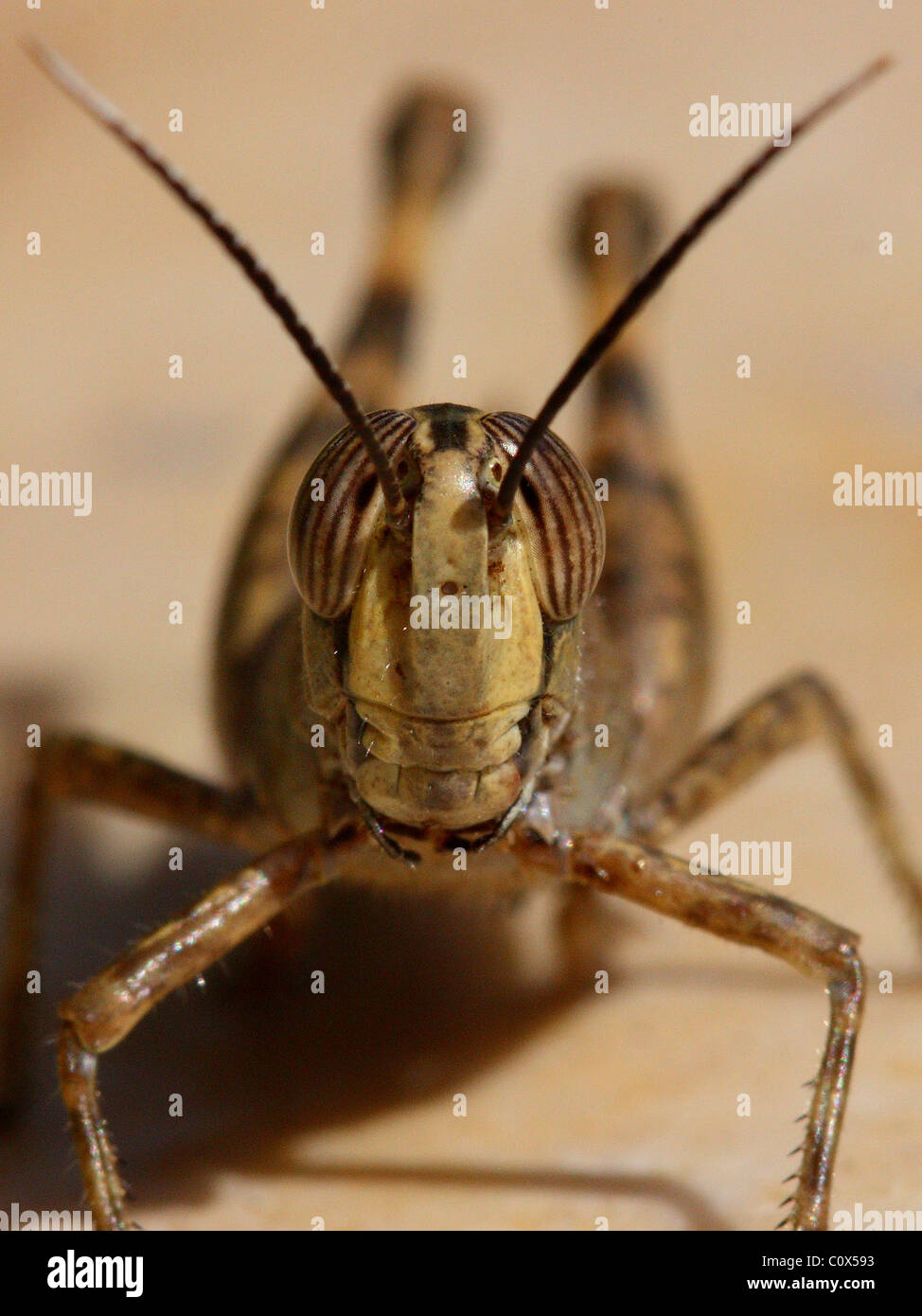 Grasshopper portrait Stock Photo