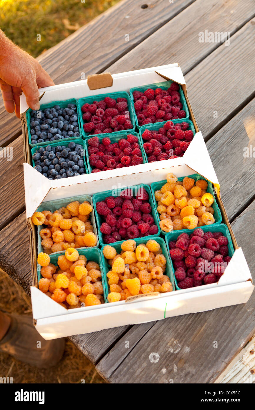 Flat of organic fruit in baskets: blueberries, raspberry  golden raspberries Sitting on wooden picnic table, hand holding flat. Stock Photo