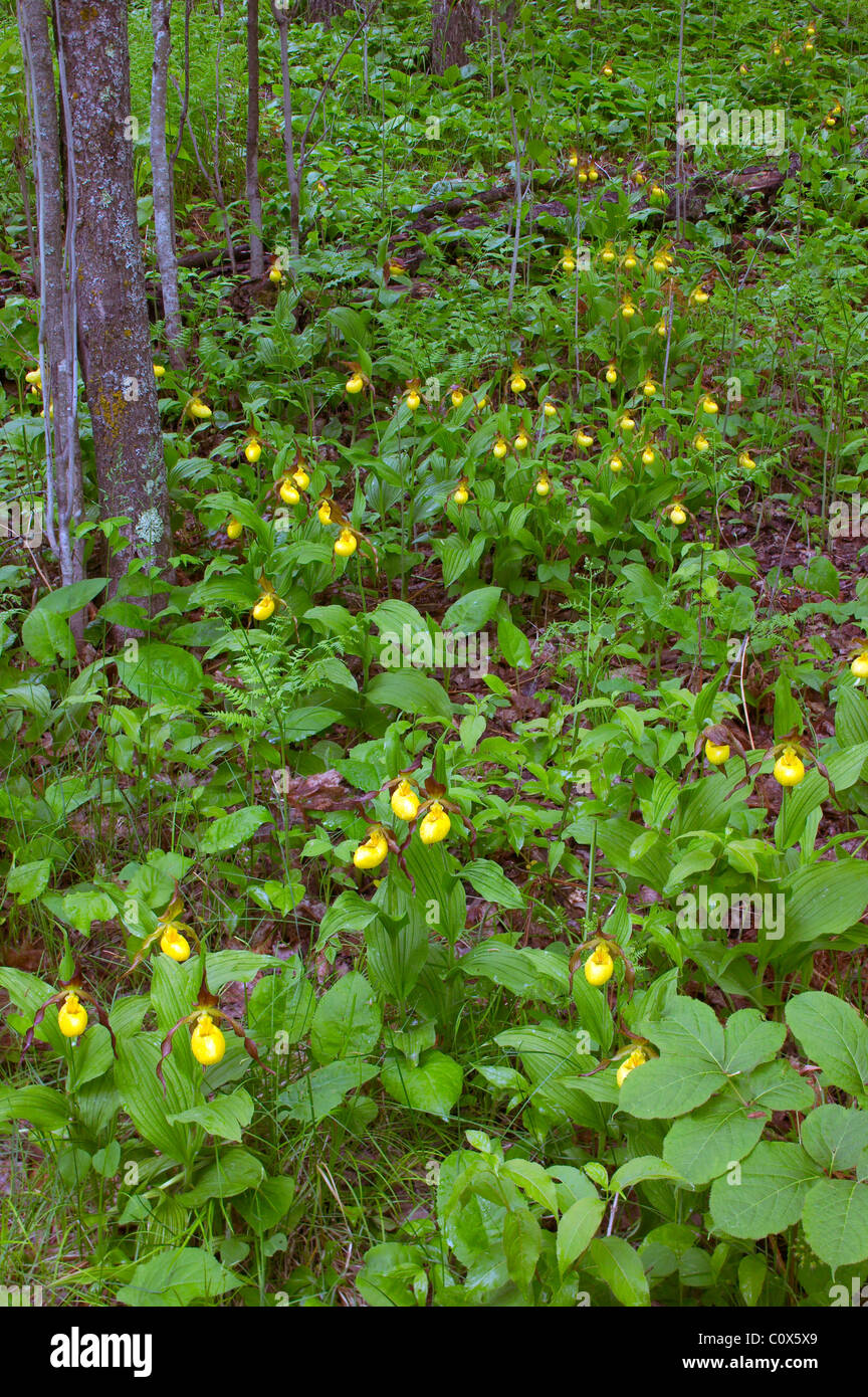 large yellow lady's slipper (Cypripedium calceoulus v. pubescens), Minnesota Stock Photo