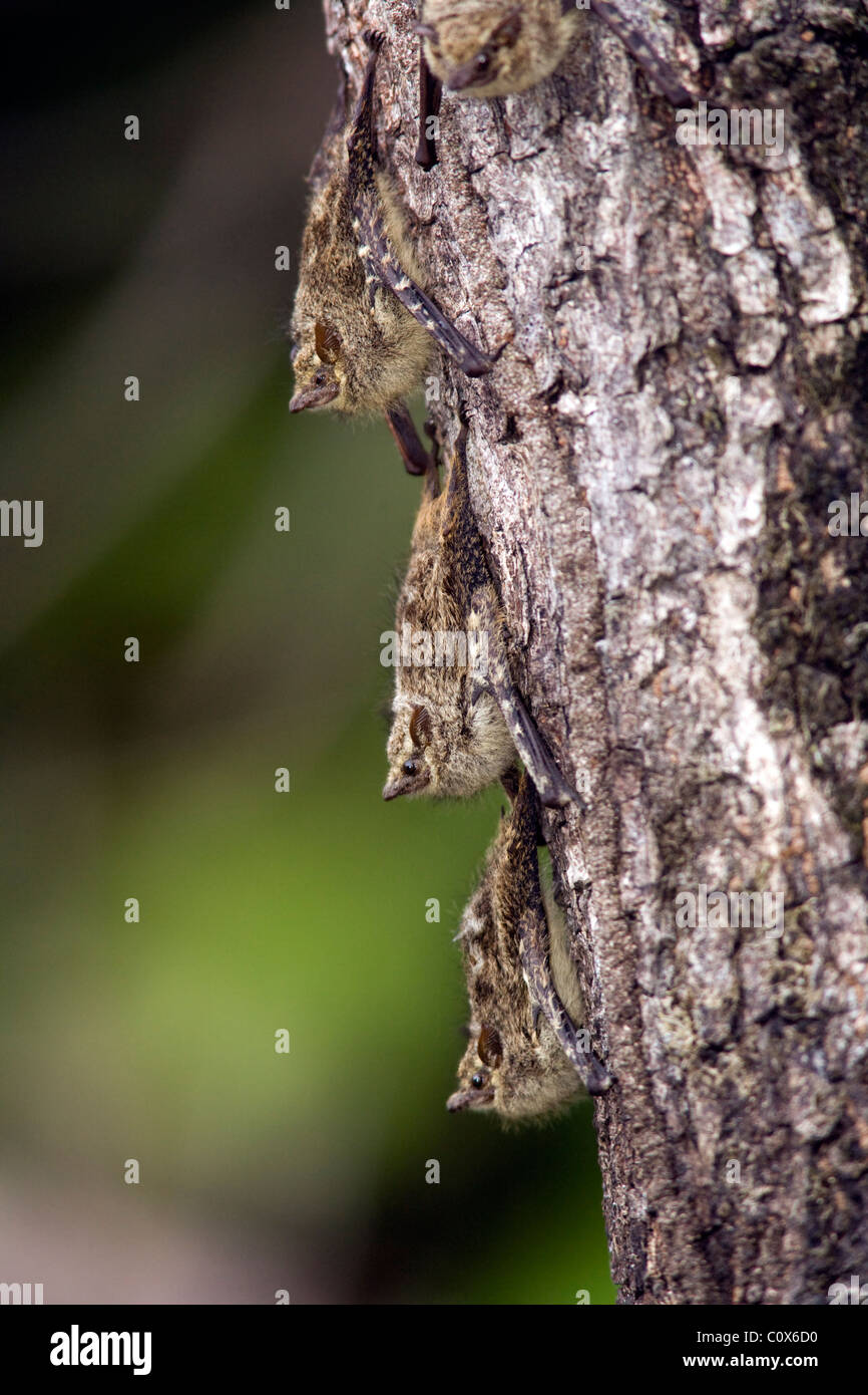 Long-nosed Bats - La Selva Jungle Lodge, Amazon Region, Ecuador Stock Photo