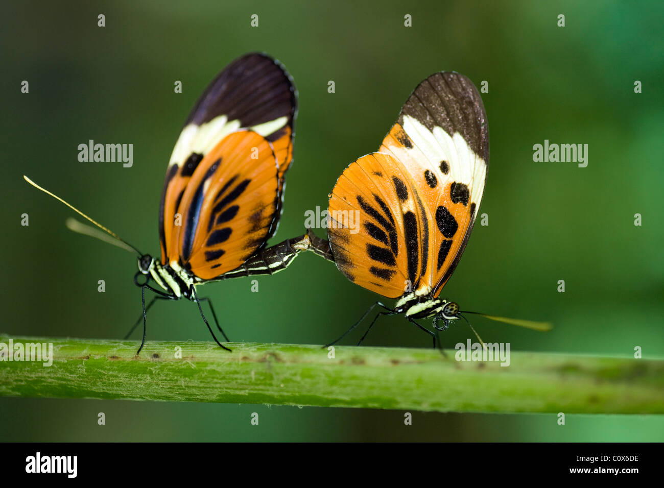 Longwing Butterflies Mating (Captive) La Selva Jungle Lodge, Amazon