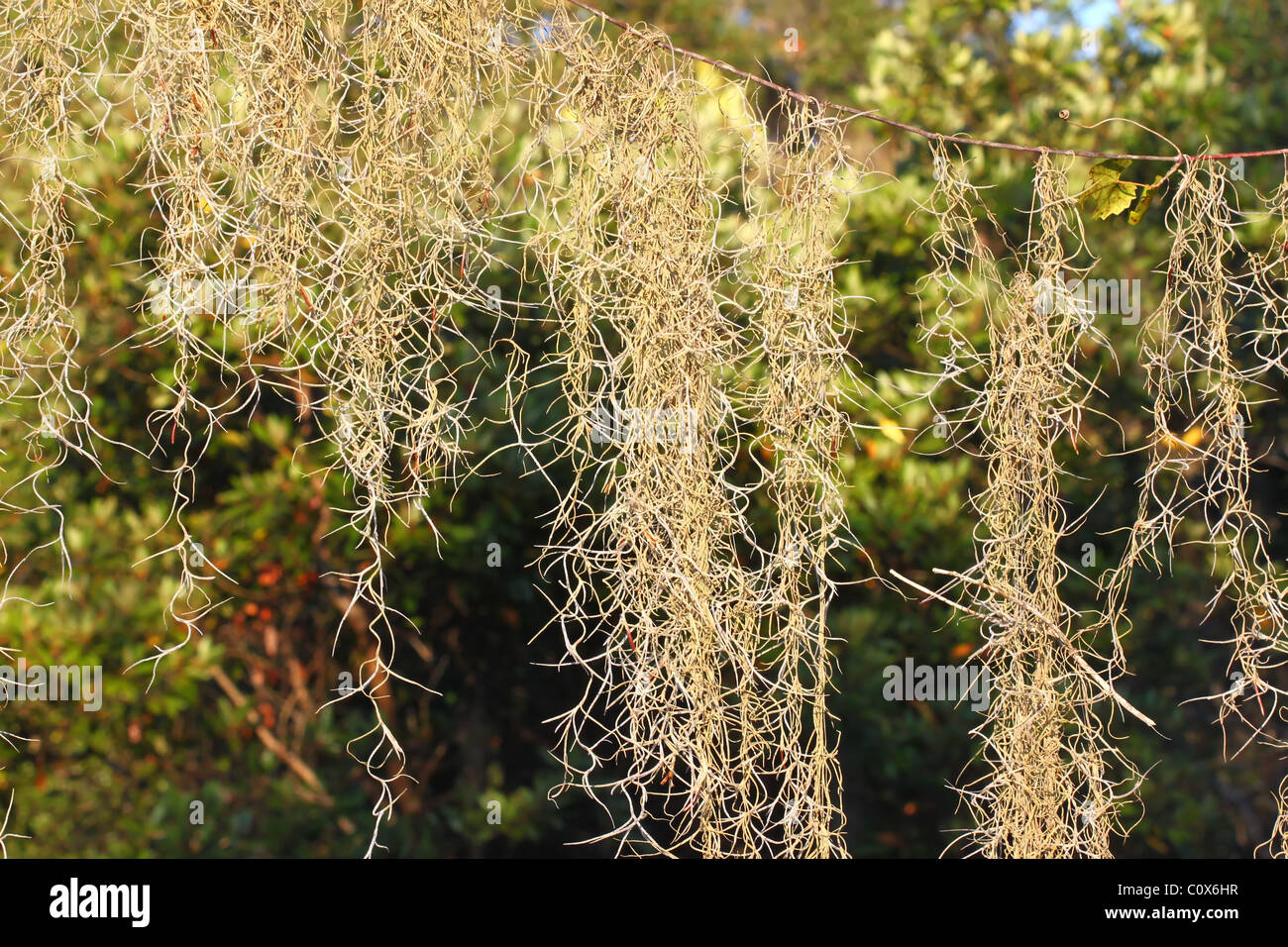 Tillandsia usneoides hi-res stock photography and images - Alamy