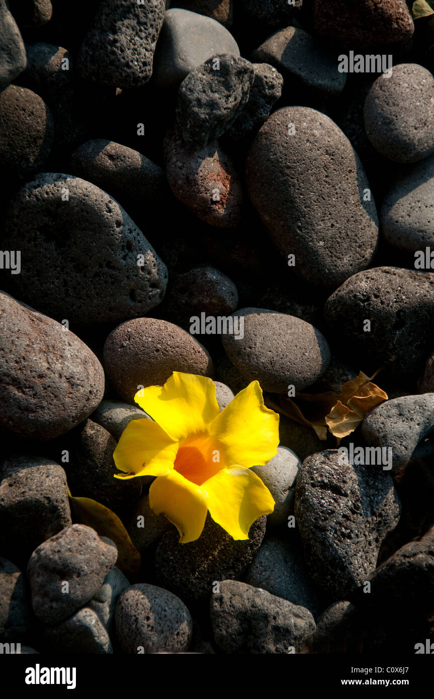 Yellow flower on grey beach stones, Bali Stock Photo