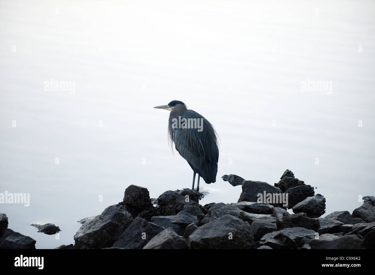 Gray Heron standing by the sea Stock Photo